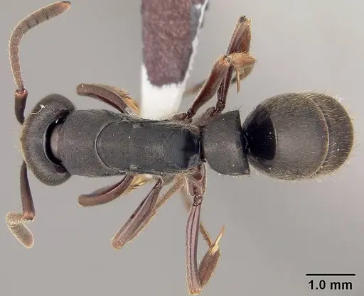 Pachycondyla harpax specimen USNMENT00413109 image usnment00413109_1
