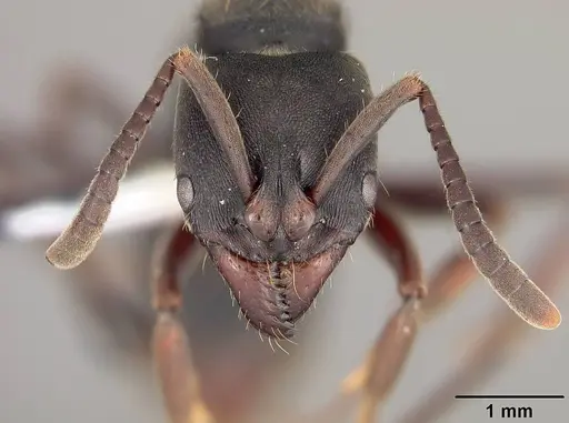 Pachycondyla harpax specimen USNMENT00413109 image usnment00413109_2