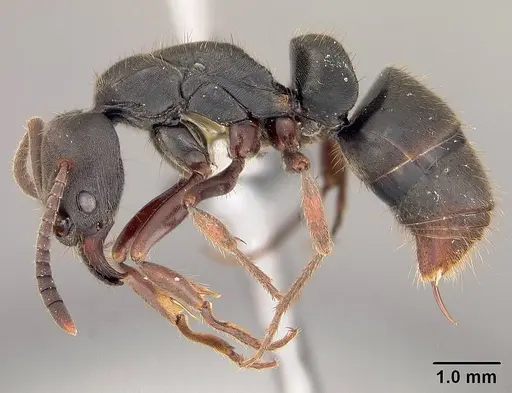 Pachycondyla harpax specimen USNMENT00413109 image usnment00413109_3