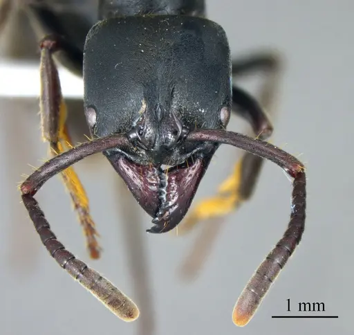 Pachycondyla impressa specimen ANTWEB1041412 image antweb1041412_1