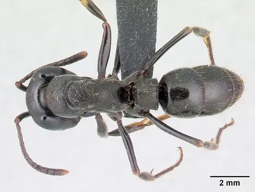 Pachycondyla impressa specimen CASENT0178689 image casent0178689_1