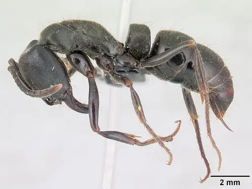 Pachycondyla impressa specimen CASENT0178689 image casent0178689_3