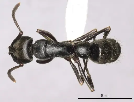 Pachycondyla impressa specimen CASENT0249151 image casent0249151_1
