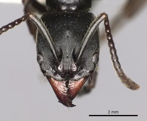 Pachycondyla impressa specimen CASENT0249151 image casent0249151_2