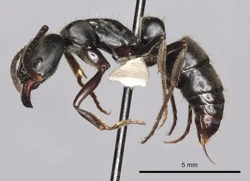 Pachycondyla impressa specimen CASENT0249151 image casent0249151_3