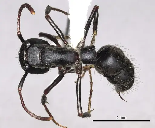 Pachycondyla impressa specimen CASENT0249161 image casent0249161_1