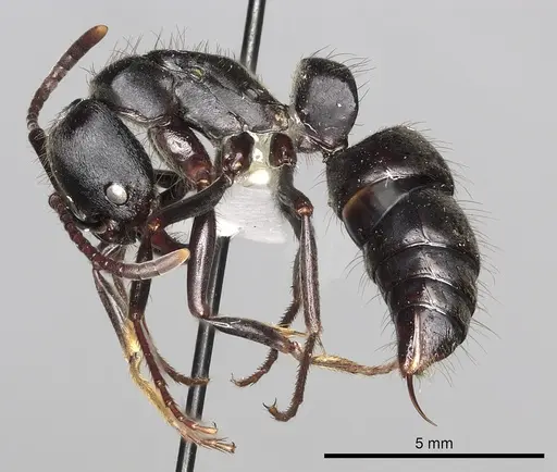 Pachycondyla impressa specimen CASENT0249161 image casent0249161_3