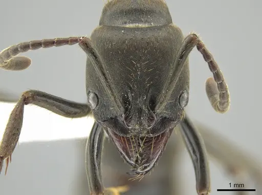 Pachycondyla impressa specimen CASENT0636810 image casent0636810_2