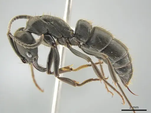 Pachycondyla impressa specimen CASENT0636810 image casent0636810_3