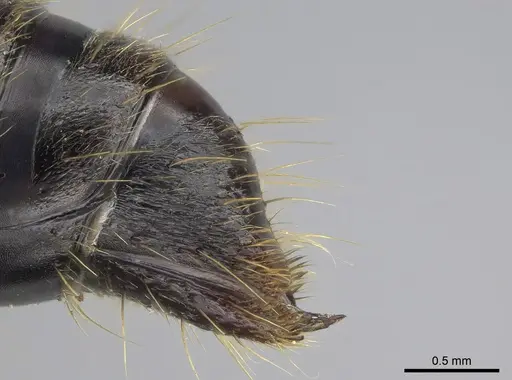 Pachycondyla impressa specimen CASENT0872958 image casent0872958_1