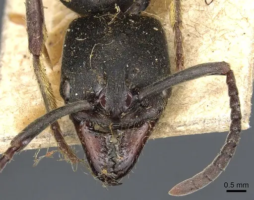 Pachycondyla impressa specimen CASENT0903887 image casent0903887_2