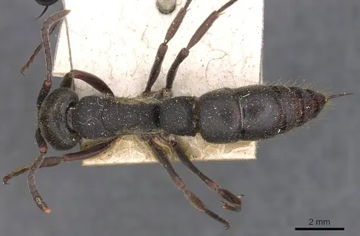 Pachycondyla impressa specimen CASENT0907249 image casent0907249_1