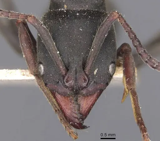 Pachycondyla impressa specimen CASENT0907249 image casent0907249_2
