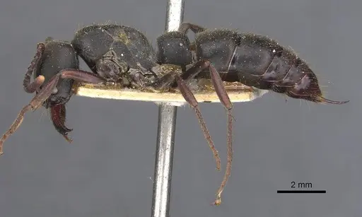 Pachycondyla impressa specimen CASENT0907249 image casent0907249_3