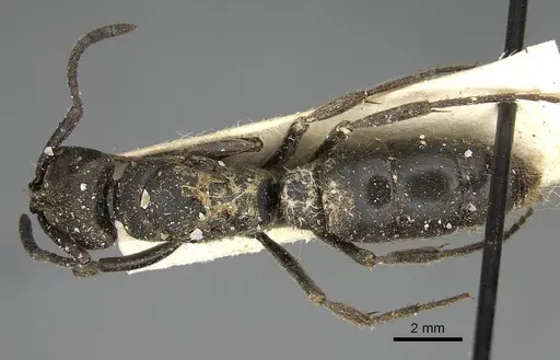 Pachycondyla impressa specimen CASENT0922392 image casent0922392_1