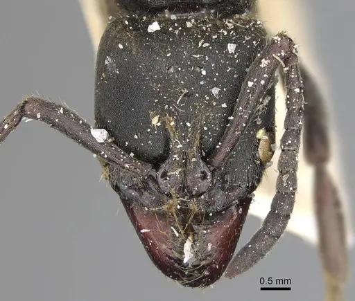 Pachycondyla impressa specimen CASENT0922392 image casent0922392_2