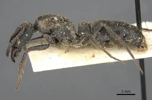Pachycondyla impressa specimen CASENT0922392 image casent0922392_3