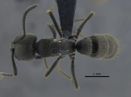 Pachycondyla impressa specimen CBUMAGENT41729 image cbumagent41729_1