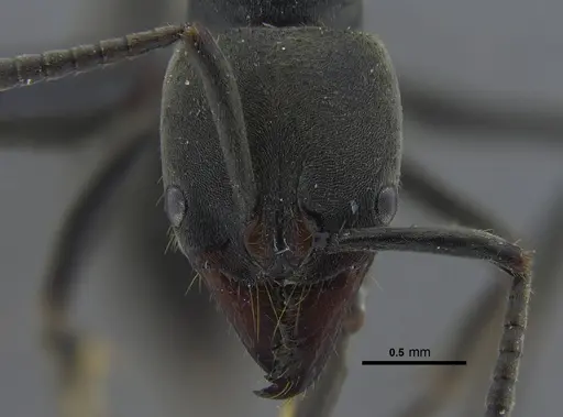 Pachycondyla impressa specimen CBUMAGENT41729 image cbumagent41729_2