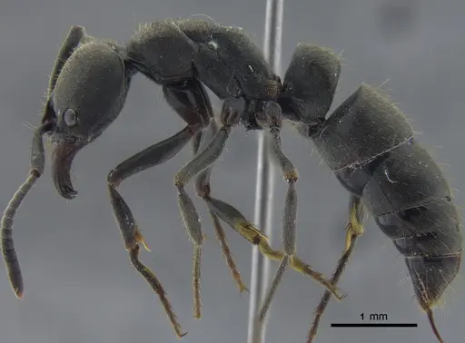 Pachycondyla impressa specimen CBUMAGENT41729 image cbumagent41729_3