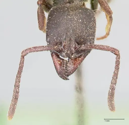 Pachycondyla impressa specimen FOCOL0951 image focol0951_2