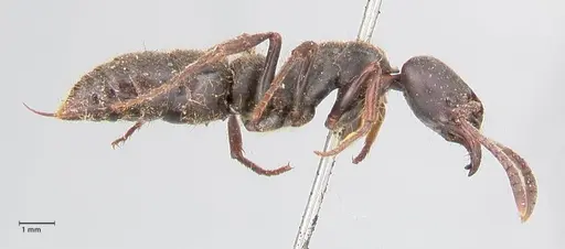 Pachycondyla impressa specimen FOCOL0951 image focol0951_4