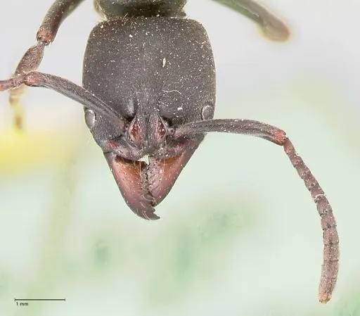 Pachycondyla impressa specimen FOCOL0952 image focol0952_2