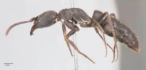 Pachycondyla impressa specimen FOCOL0952 image focol0952_3