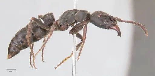 Pachycondyla impressa specimen FOCOL0952 image focol0952_4