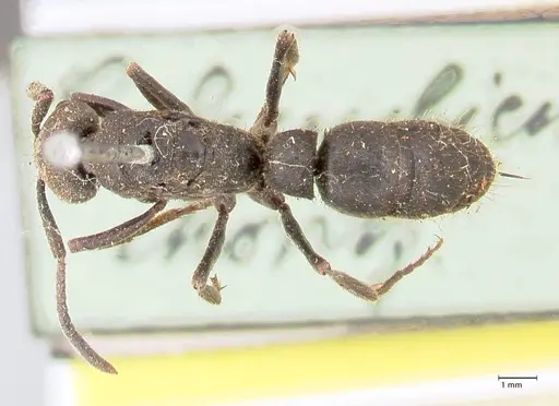 Pachycondyla impressa specimen FOCOL0953 image focol0953_1