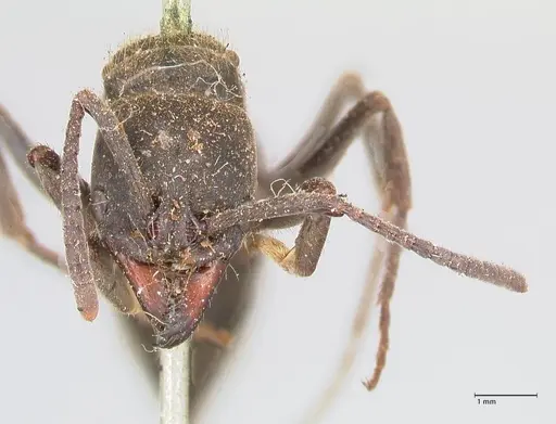 Pachycondyla impressa specimen FOCOL0953 image focol0953_2