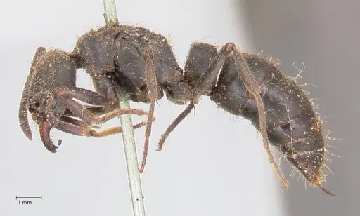 Pachycondyla impressa specimen FOCOL0953 image focol0953_3