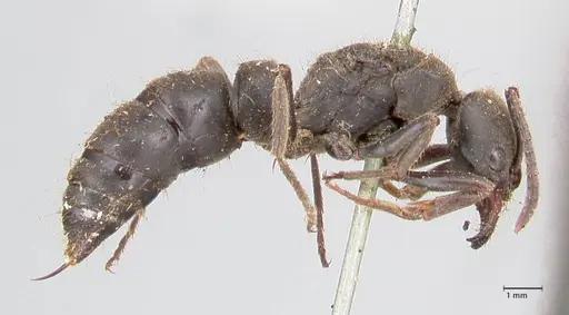Pachycondyla impressa specimen FOCOL0953 image focol0953_4