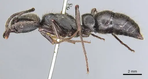 Pachycondyla inca specimen CASENT0903888 image casent0903888_3