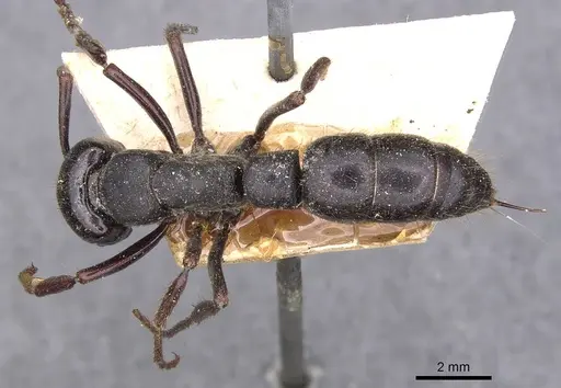 Pachycondyla inca specimen CASENT0907247 image casent0907247_1