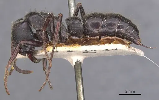 Pachycondyla inca specimen CASENT0907247 image casent0907247_3