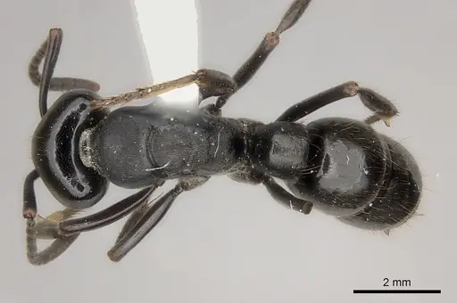 Pachycondyla lattkei specimen CASENT0217562 image casent0217562_1