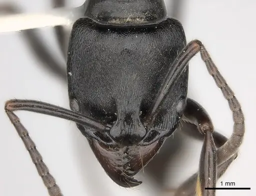 Pachycondyla lattkei specimen CASENT0217562 image casent0217562_2