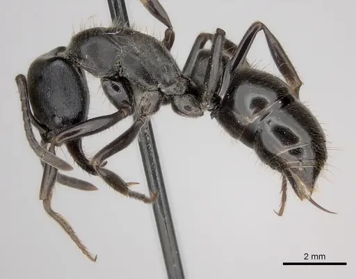 Pachycondyla lattkei specimen CASENT0217562 image casent0217562_3