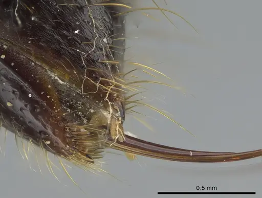 Pachycondyla lattkei specimen CASENT0217562 image casent0217562_4