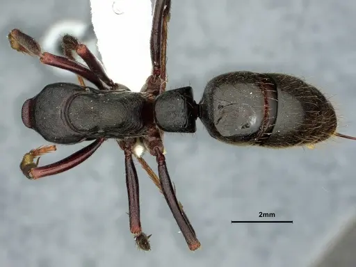 Pachycondyla lattkei specimen CASENT0882078 image casent0882078_1