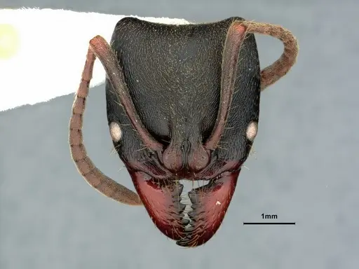 Pachycondyla lattkei specimen CASENT0882078 image casent0882078_2