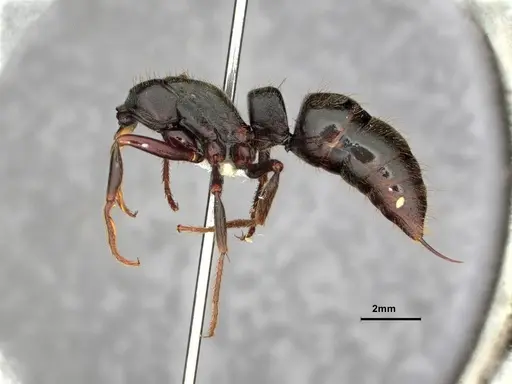 Pachycondyla lattkei specimen CASENT0882078 image casent0882078_3