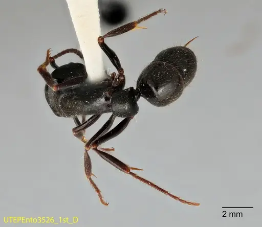 Pachycondyla lattkei specimen UTEPENTO3526-01 image utepento3526-01_1