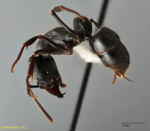 Pachycondyla lattkei specimen UTEPENTO3526-01 image utepento3526-01_2