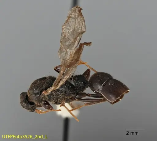 Pachycondyla lattkei specimen UTEPENTO3526-02 image utepento3526-02_1