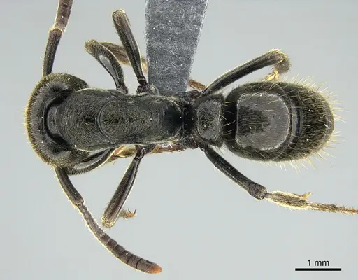 Pachycondyla lenis specimen CASENT0374619 image casent0374619_1