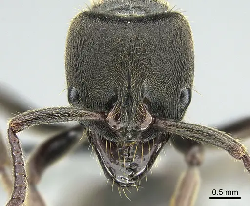 Pachycondyla lenis specimen CASENT0374619 image casent0374619_2