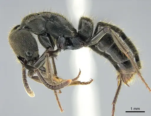 Pachycondyla lenis specimen CASENT0374619 image casent0374619_3