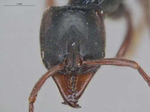 Pachycondyla lenkoi specimen ECOFOG-SL13-1078-01 image ecofog-sl13-1078-01_2